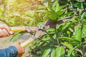 Pruning and Maintenance