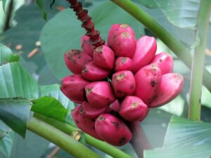 Pink Banana Tree