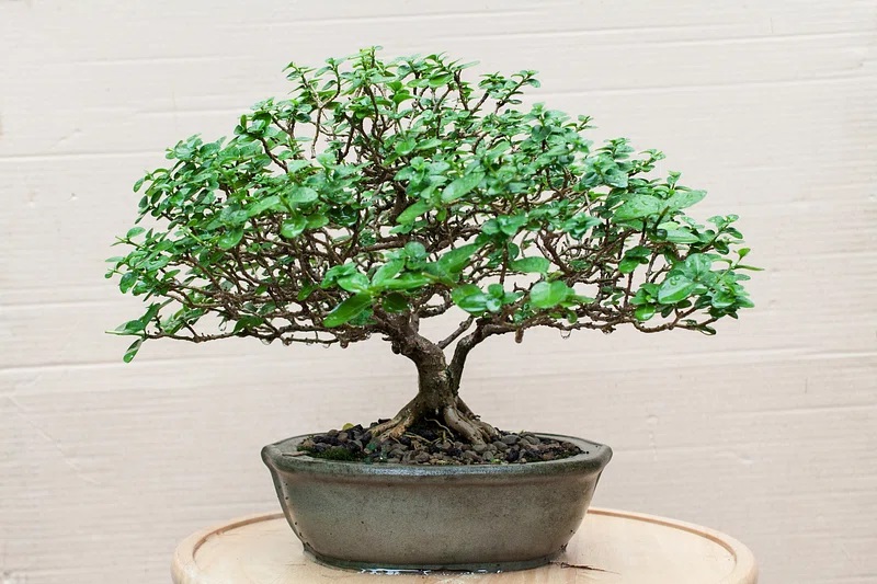 Bonsai tree