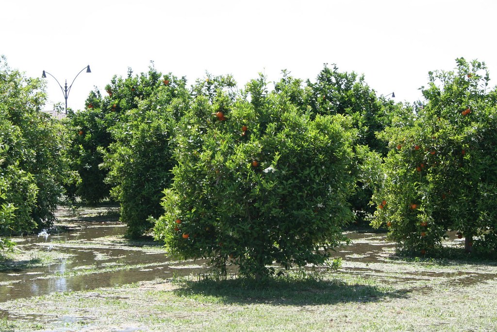 citrus plants