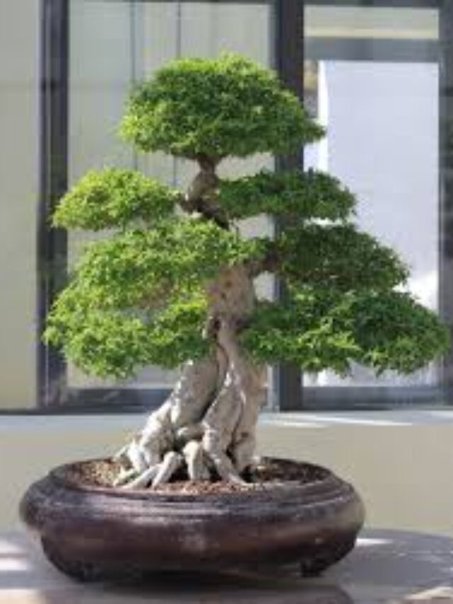 Bonsai plant