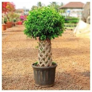 Ficus Benjamina