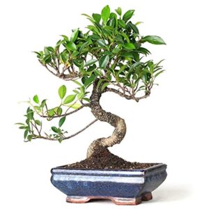 bonsai tree